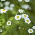 just flowers
