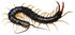Scolopendra japonica アオズムカデ 大阪府 生駒山産.jpg