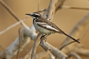 Mekong Wagtail.jpg
