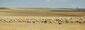 Meseta herd.jpg