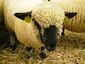 Mouton Hampshire.JPG