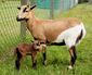 Cameroon sheep.jpg