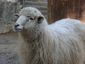 Navajo-Churro ewe.jpg