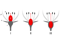 Insertion point: There are three positions of insertion of the ovary at the base of a flower: I superior; II half-inferior; III inferior. The 'insertion point' is where the androecium parts (a), the petals (p), and the sepals (s) all converge and attach to the receptacle (r). (Ovary=gynoecium (g).)