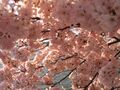 A detailed close-up of some cherry blossoms.