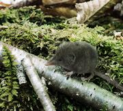 shrew
