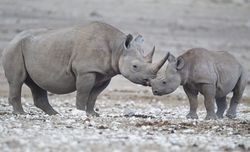 Diceros bicornis (Etosha).jpg