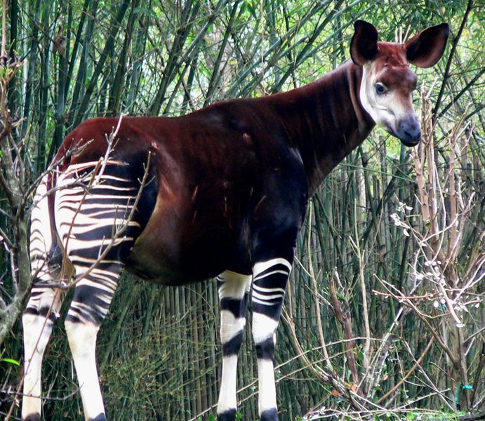 ملف:Okapi2.jpg