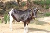 Ponwar 01.JPG