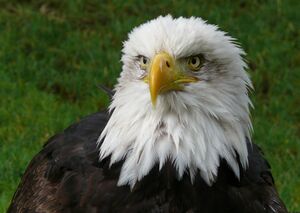Águila calva.jpg