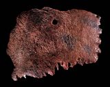 Photograph of the fragment, showing bored hole and inscription.