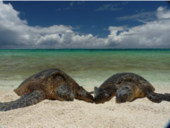 Sea turtles basking