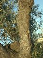 جذع شجرة زيتون.