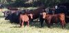 Red-angus.jpg