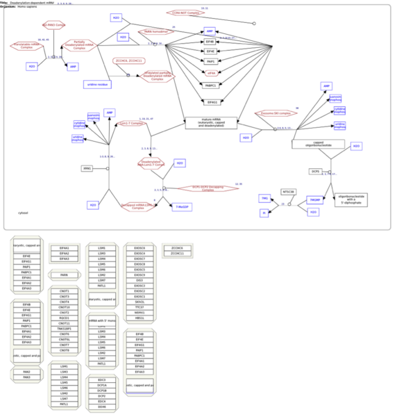 ملف:Wikipathway Deadenylation-dependent mRNA decay.png