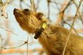 Collar tagged rock hyrax, Ein Gedi, Israel