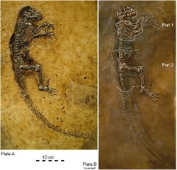 Darwinius masillae.jpg