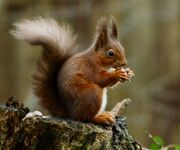 dormouse