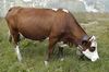 Vache d'Abondance.jpg