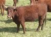 Vache salers.jpg