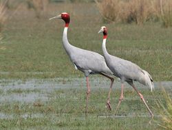 Sarus Crane (Grus antigone) at Sultanpur I Picture 151.jpg