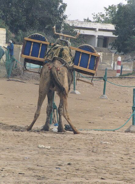 ملف:A urinating camel.jpg