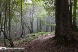 Caspian Hyrcanian Mixed Forests in Northern Iran 14.jpg