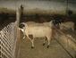 Elinpelin sheep 1.JPG