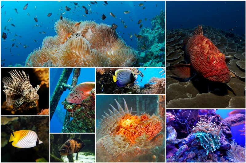 ملف:Fish-collage-1502404.jpg