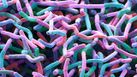 Soil bacteria sem.jpg
