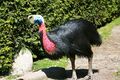 Vogelpark Walsrode - Casuarius casuarius 02 ies.jpg