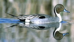 Northern Pintail.jpg