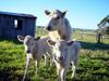 CSIRO ScienceImage 1081 Murray gray cows.jpg