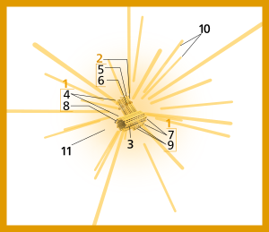 Centrosome (numbers version).svg