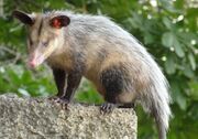 Brown and gray opossum