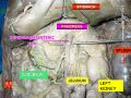 Duodenum