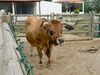 Vaca barrosã.JPG