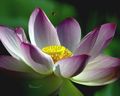 A bee hovering over a lotus flower
