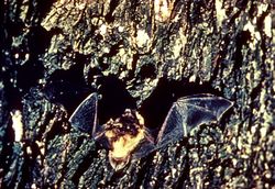 Little brown bat.jpg