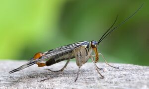 Skorpionsfliege Panorpa communis male full (cropped).jpg