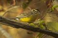 Brown-rumped Bunting - Gambia (32496573672).jpg