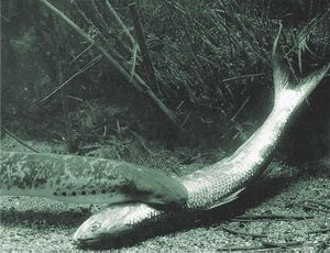 Petromyzon marinus.jpg
