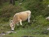 Asturiasko mendiko behia1.JPG