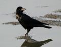in Kolleru Lake, Andhra Pradesh, الهند.