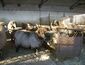 Duben sheep 2.JPG