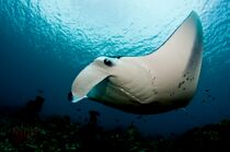 Dharavandhoo Thila - Manata Black Pearl.JPG