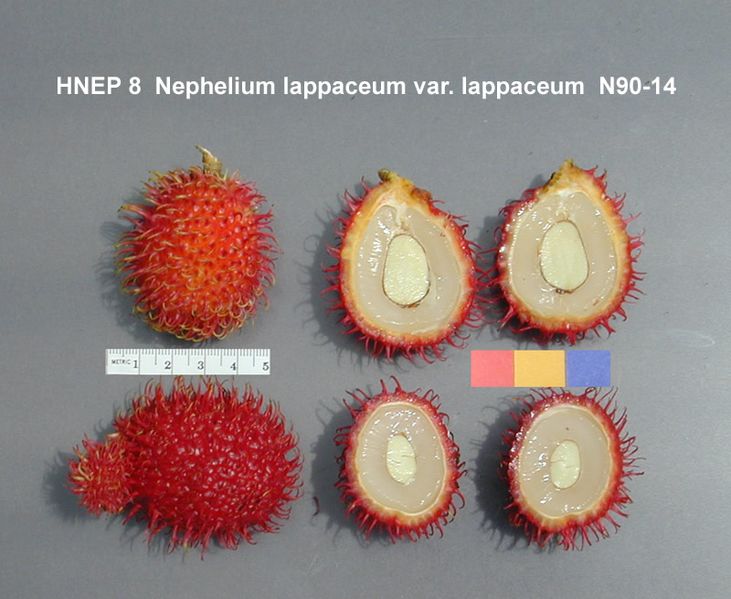 ملف:HNEP8.jpg