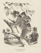 The Koala, or Native Bear, Phascolarctos cinereus, illustration by Harriet Morgan, from Krefft's The Mammals of Australia (1871f).