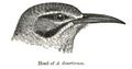 Head pattern of male