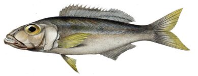 Bathybatini (E): Bathybates ferox is benthic and piscivorous, but the genus also includes pelagic species.[33] The tribe is sometimes split in three, others being Hemibatini and Trematocarini[42][43]